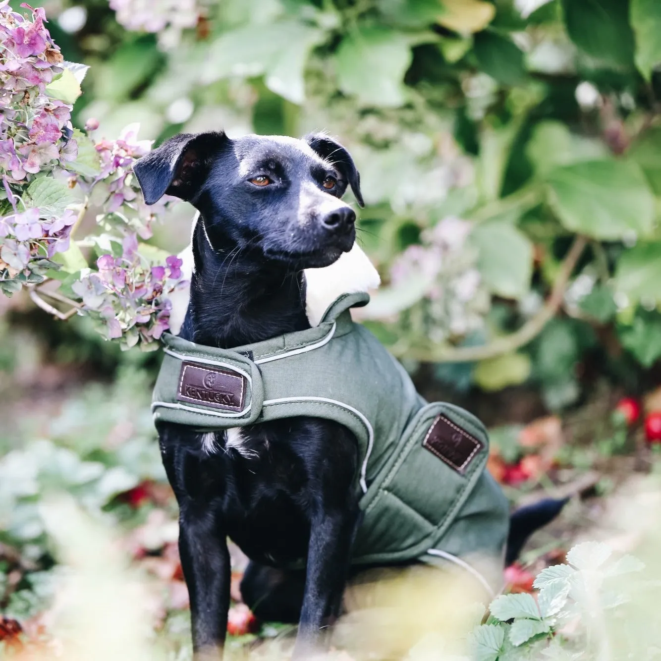 Dog Coat Waterproof 300G