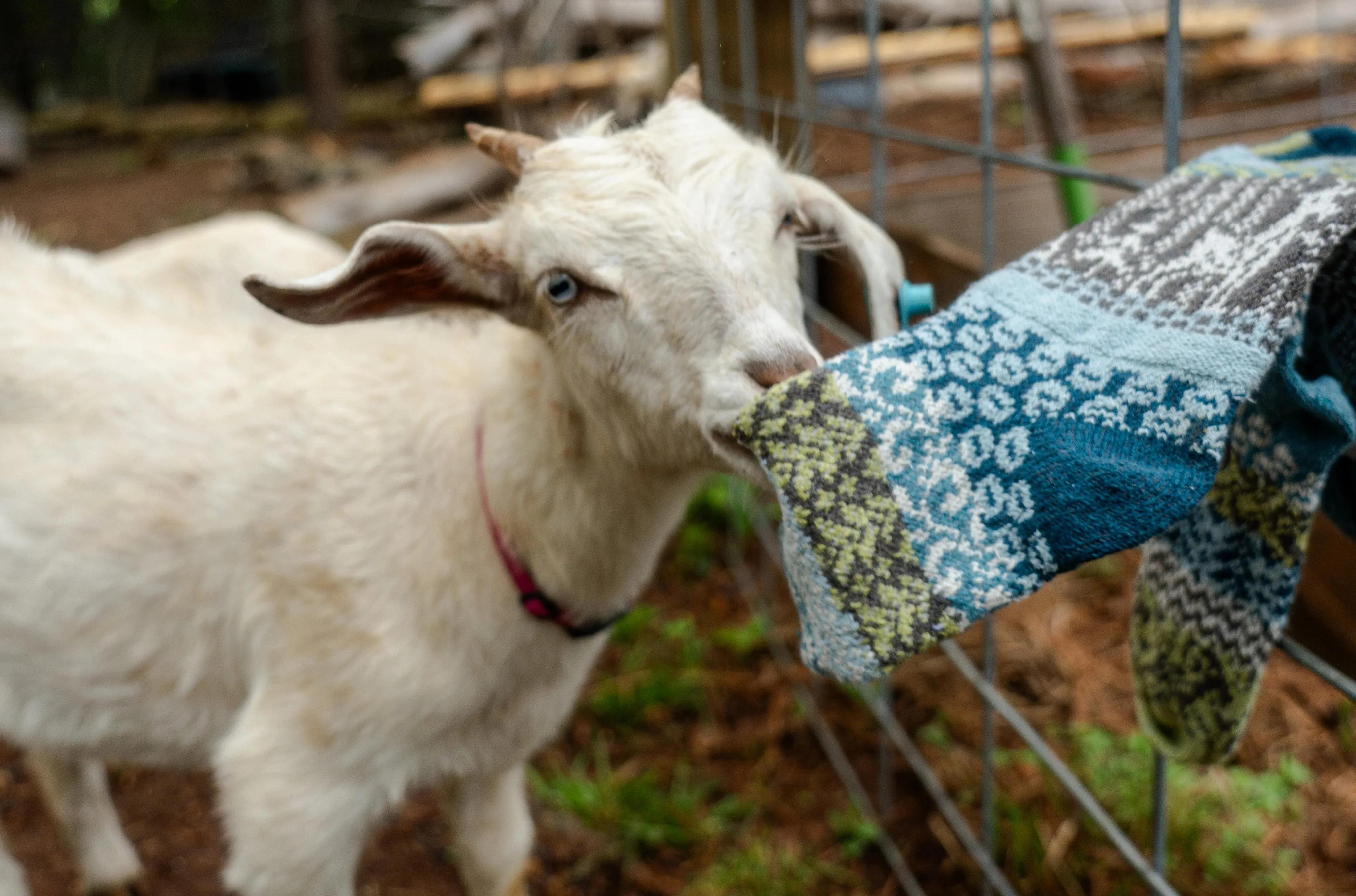 Goat Recycled Cotton Crew Socks