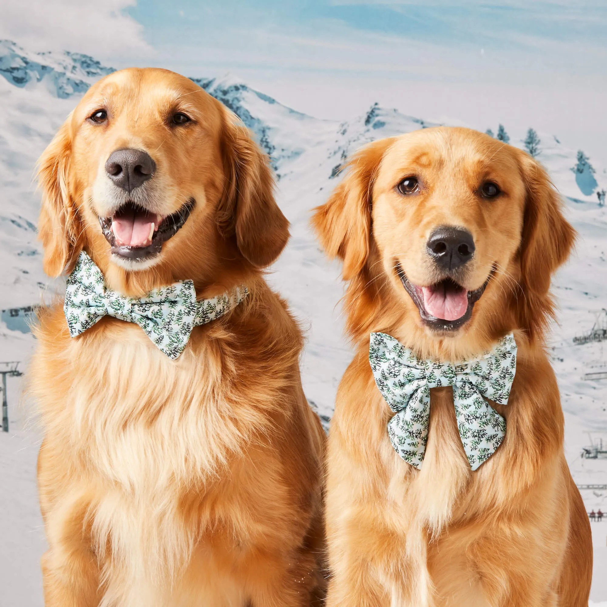 Gray Malin x TFD Snowy Pines Bow Tie Collar