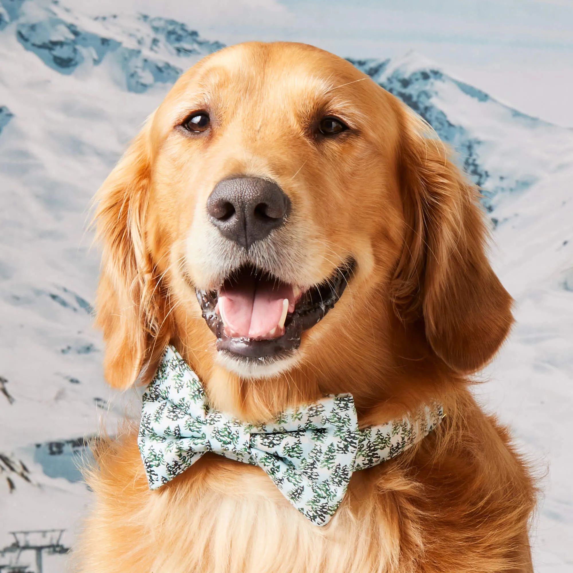 Gray Malin x TFD Snowy Pines Bow Tie Collar