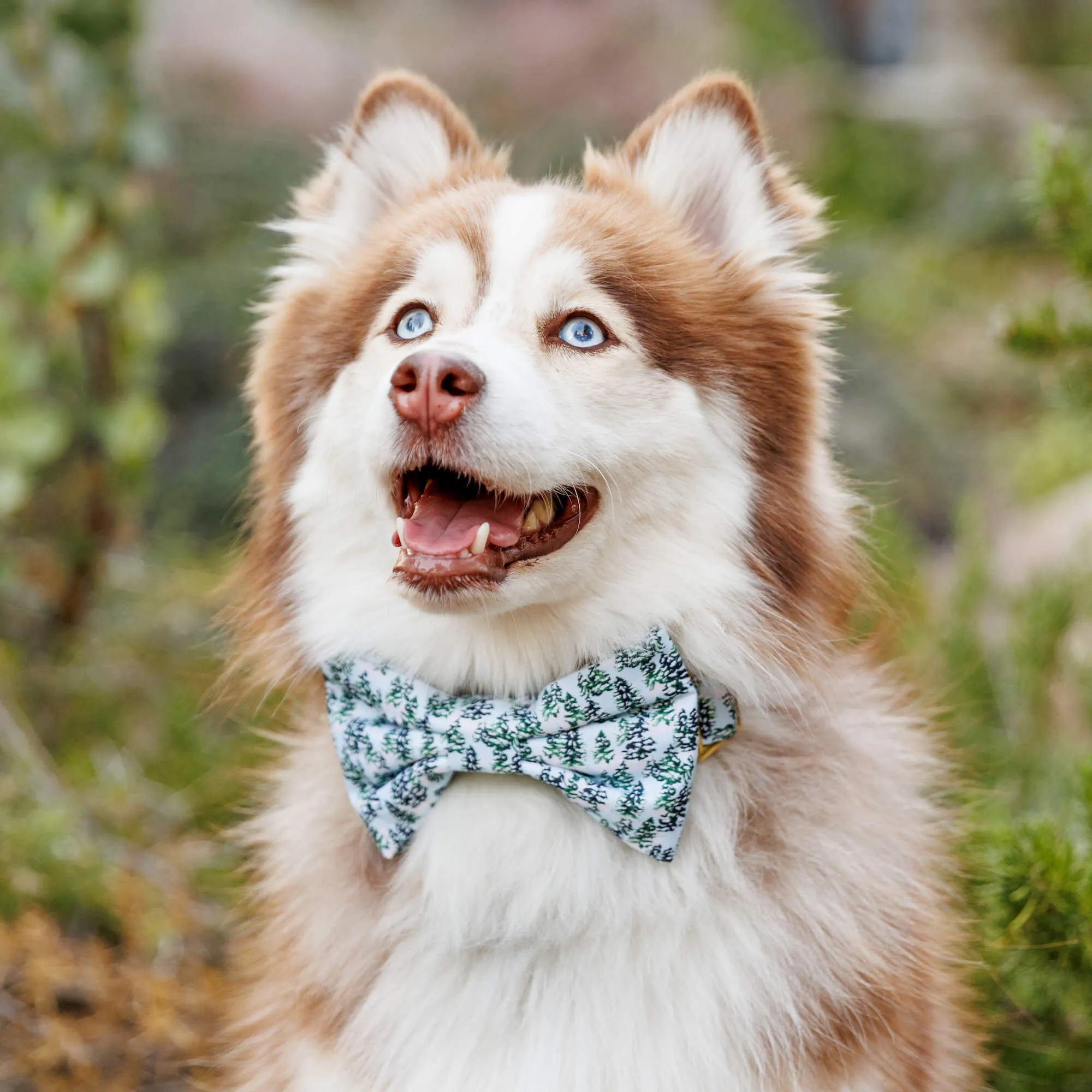 Gray Malin x TFD Snowy Pines Bow Tie Collar